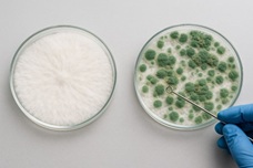 Триходерма и ее влияние на волшебные грибы Триходерма и ее влияние на волшебные грибы